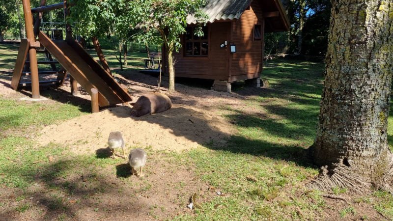 Coelhos soltos em frente à casinha de madeira