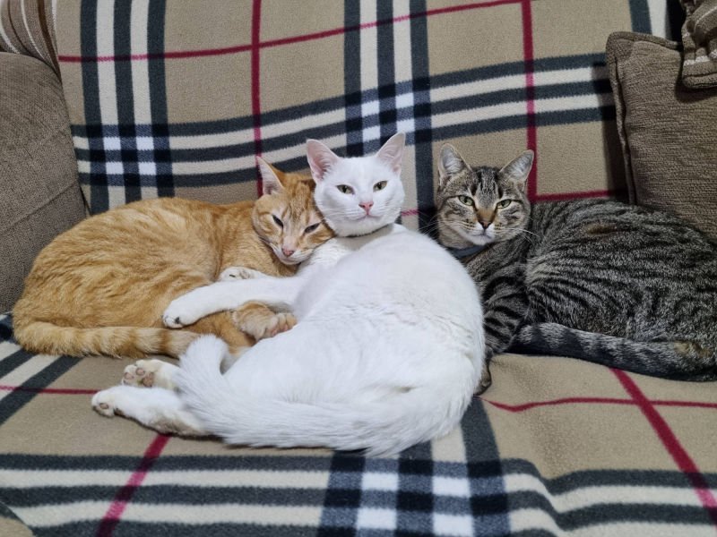 Três gatos deitados juntos em um sofá