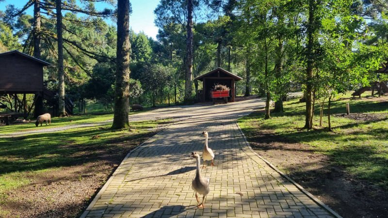 Cachorro correndo pelo gramado, ao lado do lago de pedras