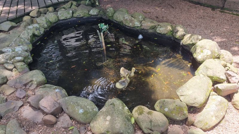 Filhotes de pato nadando no açude de pedras da propriedade