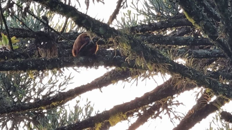 Galinha ciscando no chão de pedrisco, entre os chalés